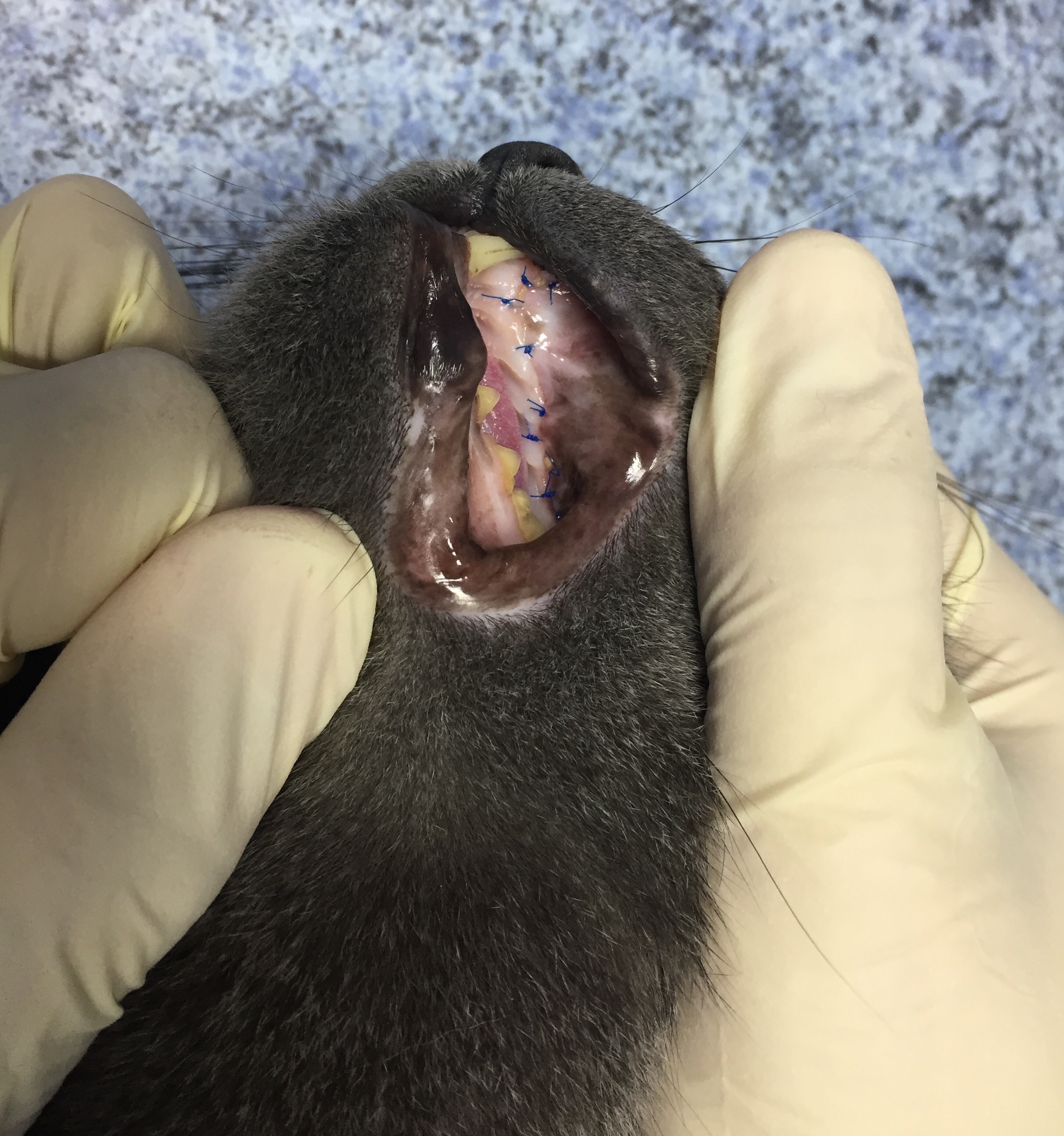 операция по удалению зубов у кошки